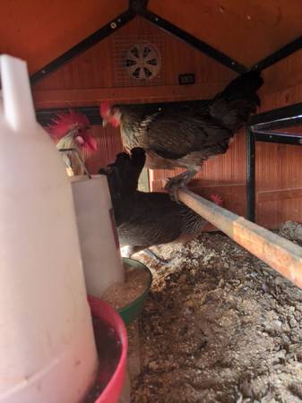 Silver Phoenix trio 1