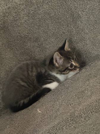 Kittens (Kent)63862434704513122
