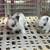 Netherland Dwarf Bunnies 4 thumbnail