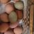 Fresh eggs 6 thumbnail
