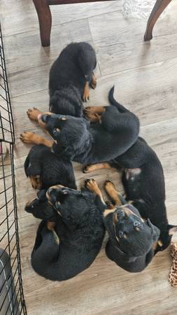 Purebred Rottweiler Puppies 8 Weeks Old Ready for Homes (santa rosa)63683395021315123