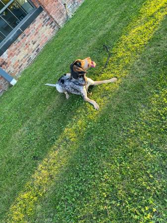 Rehoming bluetick coonhound (Cleveland oh)63872020224259122