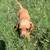 Mini Dachshund Puppies 5 thumbnail