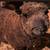 Sheep & Goats 2 thumbnail