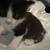 Rehoming 3 kittens 10 thumbnail