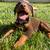 AmericanDoberman Female Puppy 7 thumbnail