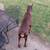 Doberman red male 3 1/2 yr old 2 thumbnail