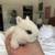 Netherland Dwarf Bunny Bunnies Rabbit 13 thumbnail