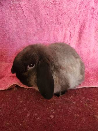 Holland Lop bunny 1