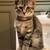 CAT AND KITTEN ADOPTIONS 2 thumbnail