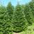 Christmas Trees    Fraser Fir on SALE 11 thumbnail