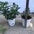 Spider plant, Flap Jack, Zebra Plant, and jade in white plastic flower 7 thumbnail