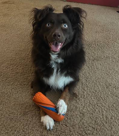 Australian Shepherd (Canby)63895727238146120