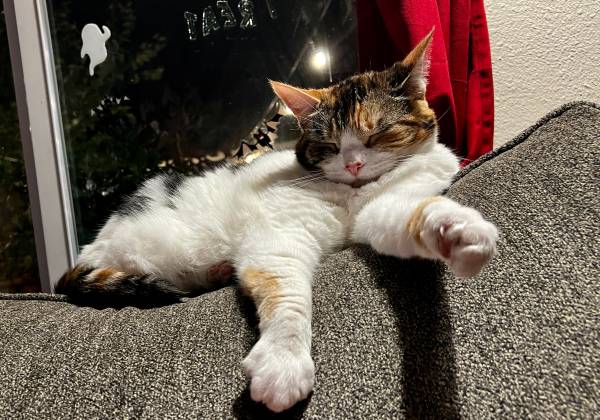 Gatita adulta dulce necesita un nuevo hogar (Beaverton)