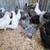 Creasted Cream Legbars Pullets 2 and a half months old Chickens. Vaccinated for 2 thumbnail