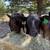 Heifer calf 2 thumbnail
