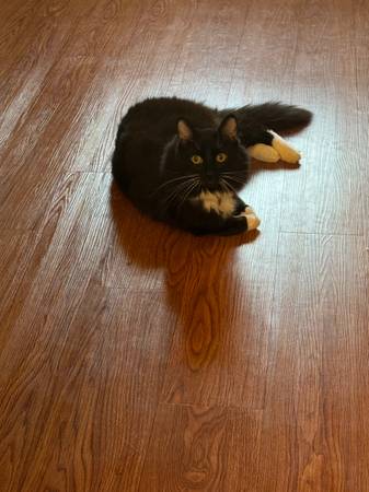 Tuxedo63869819660675120