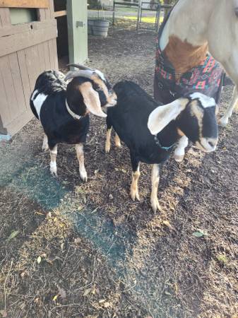 2 Nubian doe goats 1