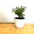 Assorted Household Plants! 2 thumbnail