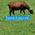 Sheep 1 thumbnail
