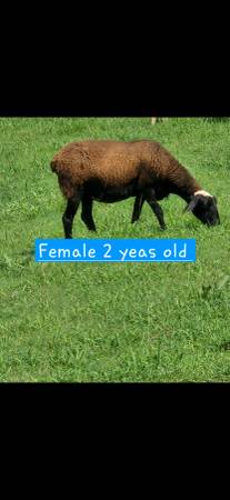 Sheep 1