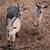 Nigerian dairy goats dwarf wethers 3 thumbnail