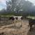 2 year old Holstein Heifer 1 thumbnail