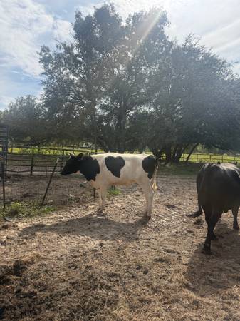 2 year old Holstein Heifer 1