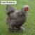 Lots of Chicken Breeds to choose from Now Taking Pre-order Now Taking 8 thumbnail