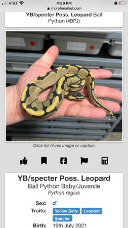 Ball python and accessories 1