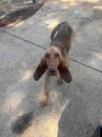 Female blood hound