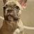 French Bulldog pups 6 thumbnail