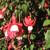 Closing Nursery low price plants Open 9-5 in Capitola 3 thumbnail