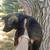 Full blooded not papered German shepherd puppies 5 thumbnail