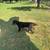German Rottweiler Pup 2 thumbnail