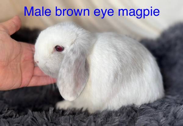 Baby bunnies (Oceanside)63819964728707120