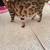 Bengal cat 3 thumbnail