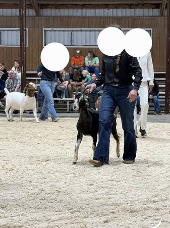 Lamancha doe 1