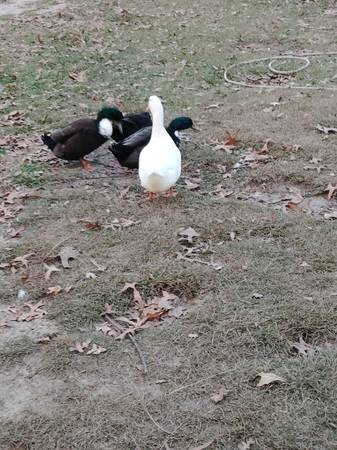 Ducks 1