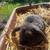 Lops rabbit 3 thumbnail