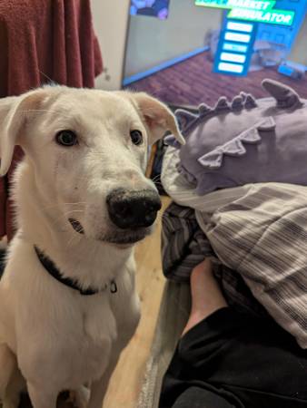 Great Pyrenees Mix 1