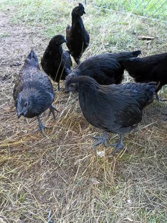 Svart Hona Cockerels – Swedish Black Chickens 1