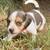 Beagle Puppy / Puppies 11 thumbnail