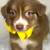 AKC Australian Shepherds 4 thumbnail