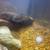 Free Convict Cichlids 5 thumbnail