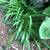 Different plants and ground cover for sale 3 thumbnail
