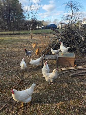 Organic chicken eggs 1