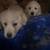 Mixed Great Pyrenees Puppies 2 thumbnail