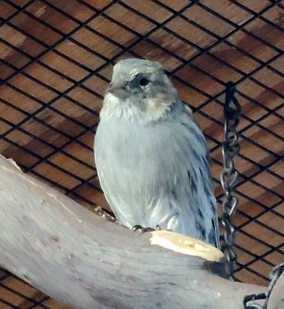 canaries/canario (Gresham historic)64171224091011123