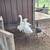 Cayuga ducks and geese 3 thumbnail